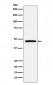 DARC Antibody