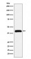 Bub3 Antibody