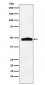 MAPKAP Kinase 2 Antibody
