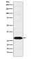 PSMA1 Antibody