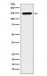 p150 CAF1 Antibody