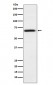 PMP70 Antibody