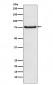 BDKRB2 Antibody