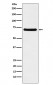 p60 CAF1 Antibody
