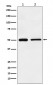 TIM1 Antibody