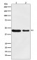 MC4 Receptor Antibody