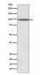 SUN1 Antibody