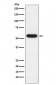 FKBP52 Antibody