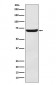 EAAT3 Antibody
