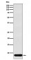 beta Defensin 1 Antibody
