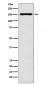 ADAR1 Antibody