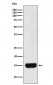 MSMB Antibody