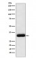 RACK1 Antibody