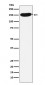 CPS1 Antibody