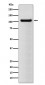 BRD2 Antibody