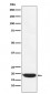 PERP Antibody