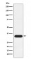 Syntenin Antibody