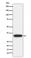 Syntaxin 3 Antibody