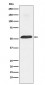 PTBP1 Antibody