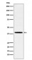 Fbx32 Antibody