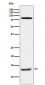PEN2 Antibody