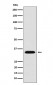 MBD3 Antibody