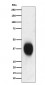 CD53 Antibody