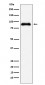 SATB2 Antibody