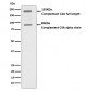 C4A Antibody