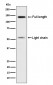 Kininogen 1 Antibody
