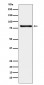 MARK3 Antibody