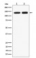 RNF40 Antibody
