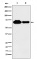 METTL3 Antibody