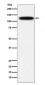 GOLPH4 Antibody