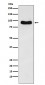 Cenexin1 / ODF2 Antibody