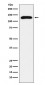 TRPC1 Antibody