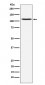 GluA4 Antibody