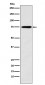 Synapsin II Antibody