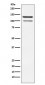 HIPK2 Antibody