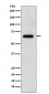 EBF1 Antibody
