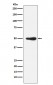 FOXL2 Antibody