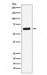 EHD1 Antibody