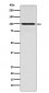 IFNGR1 Antibody