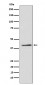 TRIB3 Antibody
