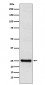 TPPP Antibody
