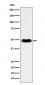 COPS3 Antibody