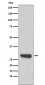 Calpain small subunit 1 Antibody