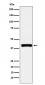 PON1 Antibody