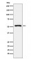 Tryptophanyl tRNA synthetase Antibody