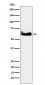 TCP1 alpha Antibody